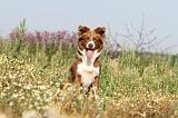 BORDER COLLIE 416